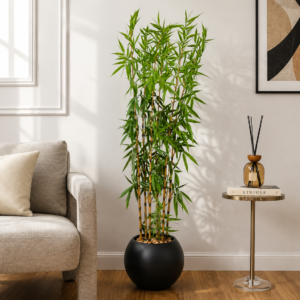 Indoor Bamboo Tree شجرة البامبو 🌱 ( Hight 230CM)