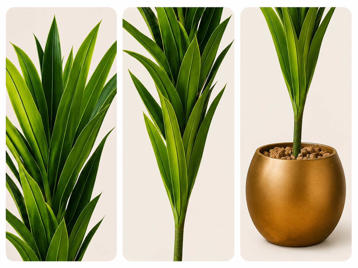 Dracaena Lemon Lime Plant نبات الدراسينا ( Hight 210CM) - Image 2