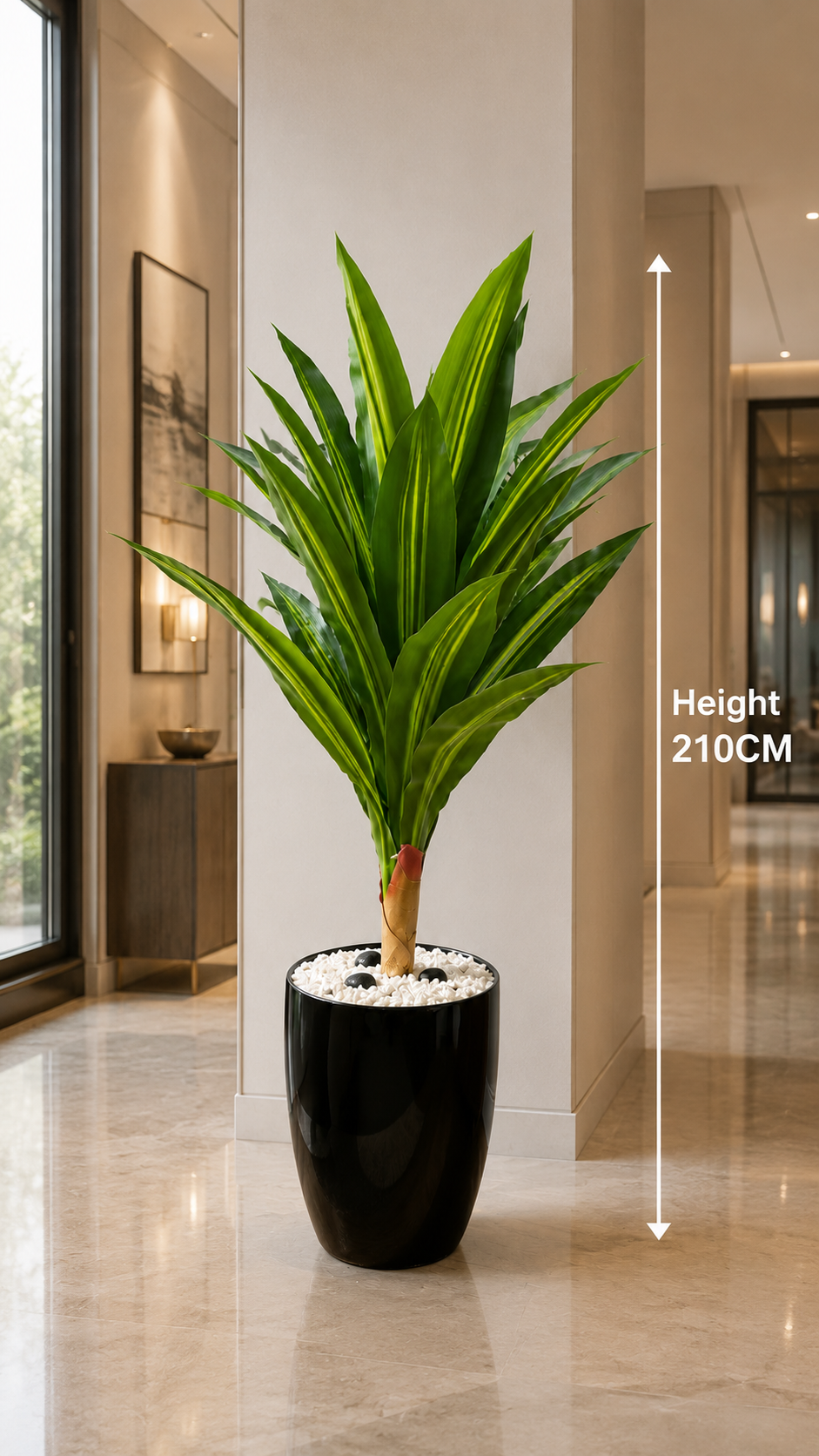 Dracaena Lemon Lime Plant نبات الدراسينا ( Hight 160CM) - Image 4