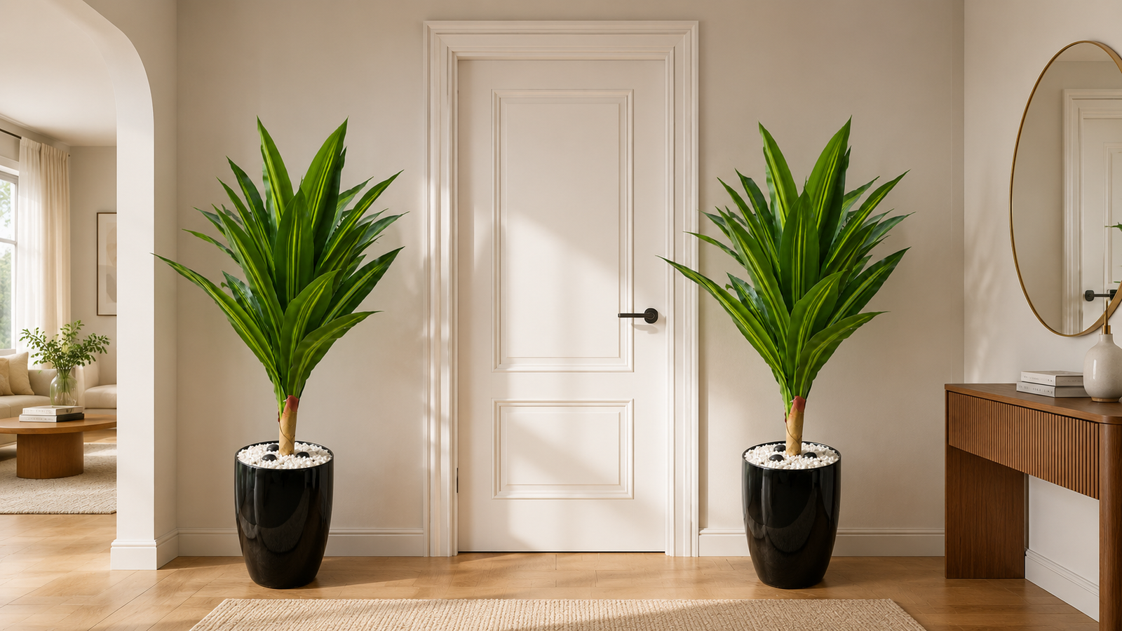 Dracaena Lemon Lime Plant نبات الدراسينا ( Hight 160CM) - Image 3