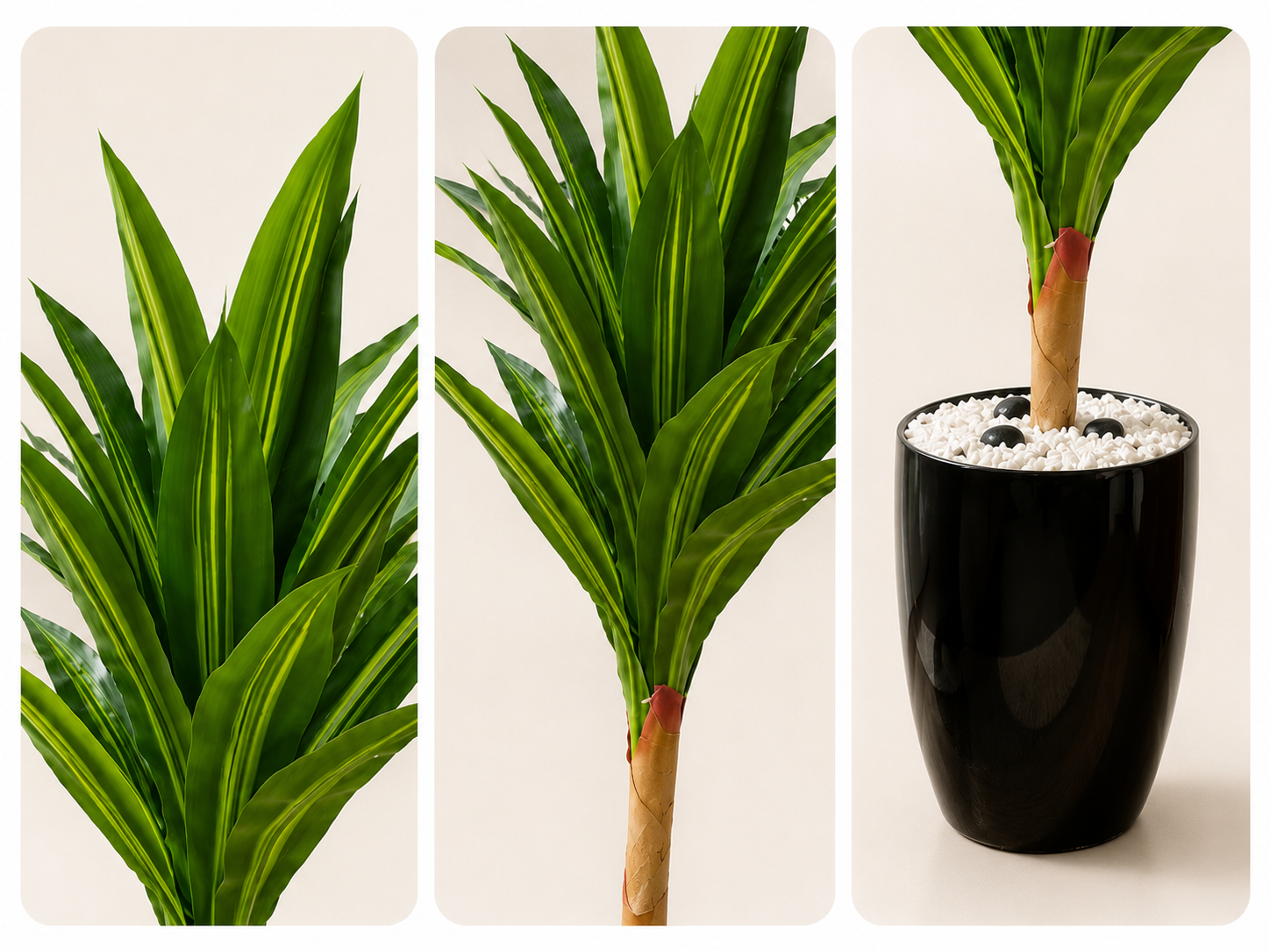 Dracaena Lemon Lime Plant نبات الدراسينا ( Hight 160CM) - Image 2