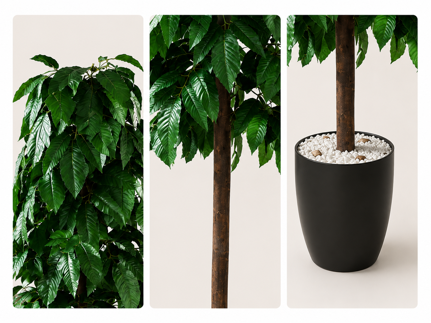 Indoor Mango Tree 180cm شجرة مانجو - Image 2