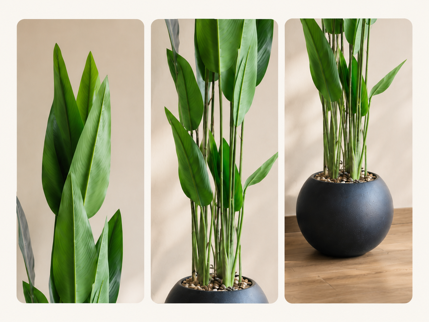 Banana Tree شجرة الموز ( Hight 200CM) - Image 2
