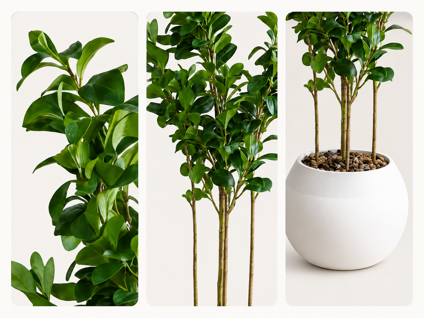 Indore Apple Tree شجرة تفاح ( Hight 180CM) - Image 2
