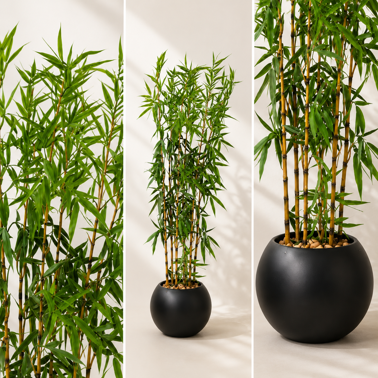 Indoor Bamboo Tree شجرة البامبو 🌱 ( Hight 230CM) - Image 2