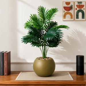 Indore Palm Nakhal Treeشجر النخيل ( Hight 60CM)