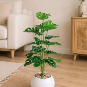 Monstera Plant🌿 نبات المونستيرا  [ Height 90 cm ]