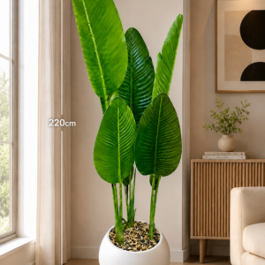 Premium Banana Tree 220cm شجرة الموز
