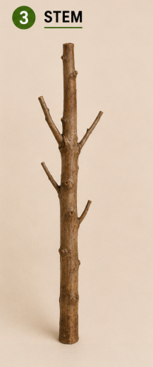 Shajjar Mango شجرة مانجو ( Hight 160CM ) - Image 4