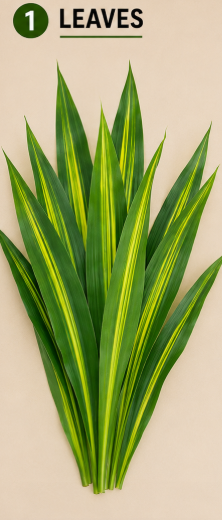 Dracaena Lemon Lime Plant نبات الدراسينا ( Hight 160CM) - Image 2