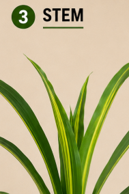 Dracaena Lemon Lime Plant نبات الدراسينا ( Hight 160CM) - Image 4