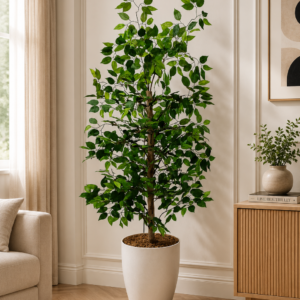 Shajjar Mango  شجرة مانجو ( Hight 160CM )