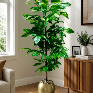 Shajjar Mango  شجرة مانجو ( Hight 160CM )