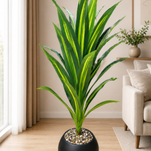 Dracaena Lemon Lime Plant نبات الدراسينا ( Hight 160CM)