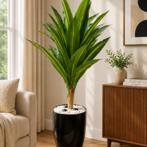 Dracaena Lemon Lime Plant نبات الدراسينا ( Hight 160CM)