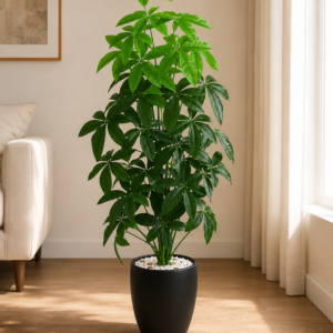 Mango Tree 90cm شجرة مانجو