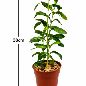 Artificial Indoor Green Plant 38cm with Decorative Pot | Realistic Fake Plant | Home & Office Decoration | Maintenance Free | Modern Tabletop Plant